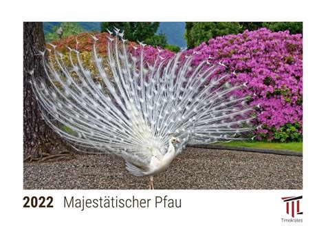 Majestätischer Pfau 2022 Timokrates Kalender Tischkalender