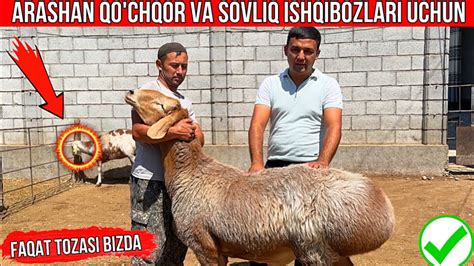 916742233 TOZA ARASHAN SOVLIQ VA QO CHQOR NASILIKA YouTube