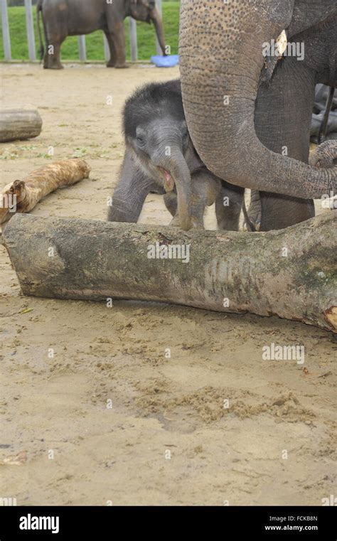 Asian elephant calf Stock Photo - Alamy