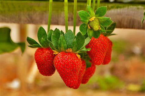 Famous Strawberry Farm at Cameron Highlands - Sweet Corn Specialist at ...