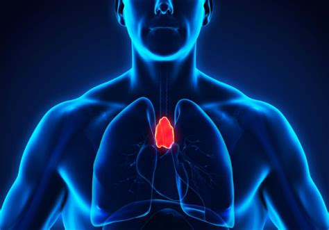 Simple Ways To Strengthen Your Thymus Gland