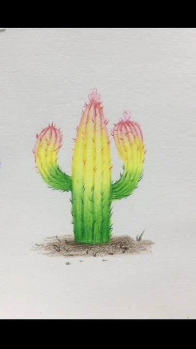 How To Draw A Beautiful Cactus 🌵 Drawing With Colour Pencils Ll Magnetic Pencil Ll Trending