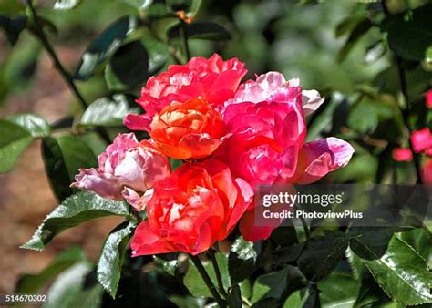 224 Salmon Roses Stock Photos, High-Res Pictures, and Images - Getty Images