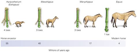 Fossil Record – Evolution of the Horse