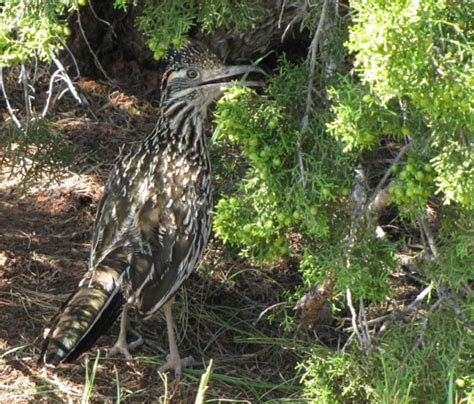 Meep, Meep! Roadrunner! - Found Nature