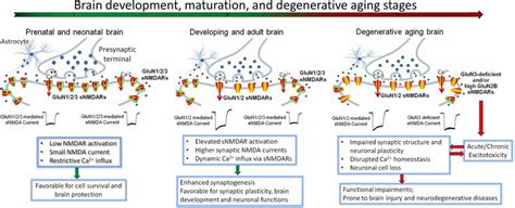 Age Dependent Subunit Alternations Of Synaptic And Extrasynaptic Nmda