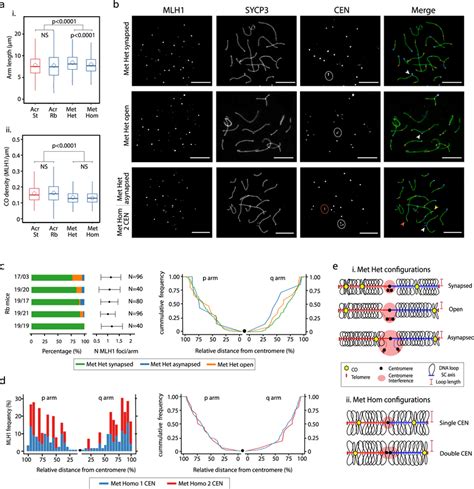 Effect Of Rb Fusions On Recombination And Synaptonemal Complex Length A