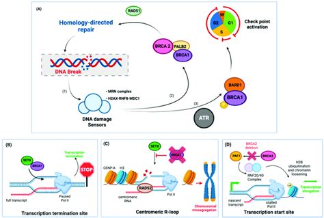 BRCA1 2 Tumor Suppressors Protect The Genome Against DNA Damage By