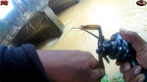 Mancing Ikan Hampala Di Musim Banjir Youtube