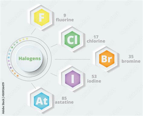 Halogens A Group Of The Periodic Table Vector Illustration In