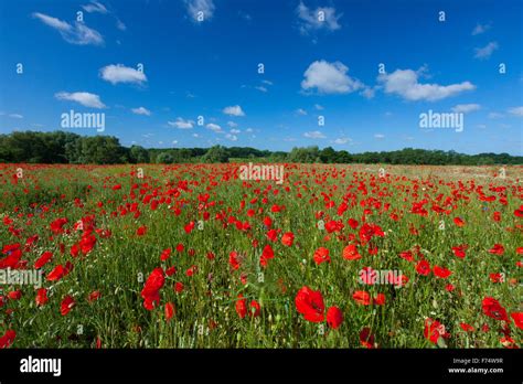 Poppies Flowers Hi Res Stock Photography And Images Alamy