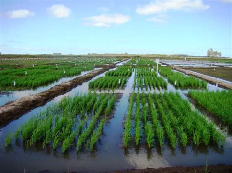 Como Chama A Cultura Do Arroz Morfologia Do Arroz Mundo Ecologia