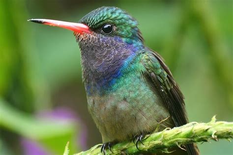 Day Birding In Murchison Falls National Park