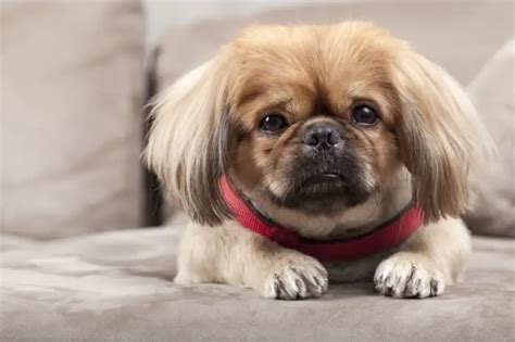 Shih Tzu Pekinese Mix Atelier Yuwaciaojp