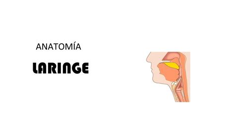 Anatomia De Laringe Dr Memorize Udocz