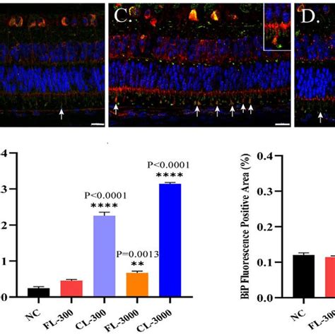 Immunofluorescence Of Retinas Showed The Expression Levels Of S Opsin