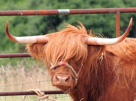 Highland Cow (or "Bad Hair Day") | Today was the Sutherland … | Flickr