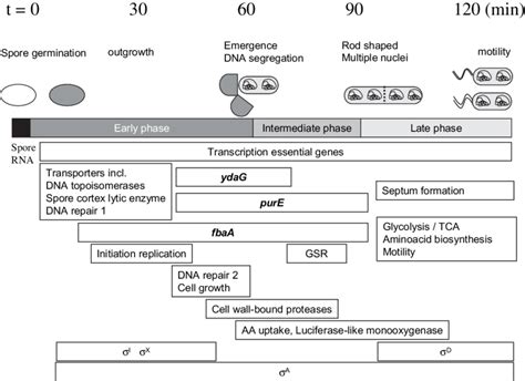 Stages Of Bacillus Spore Germination And Outgrowth With Annexed Download Scientific Diagram