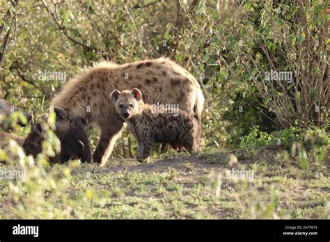 Familia de hienas fotografías e imágenes de alta resolución Alamy