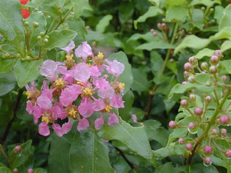 Dwarf Barbados Cherry Offers Spring Blooms In Texas