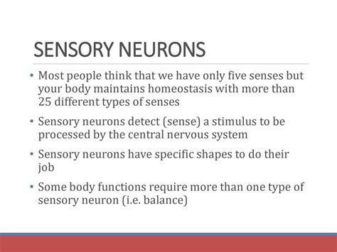 Nervous System Ii Pp Ppt Download