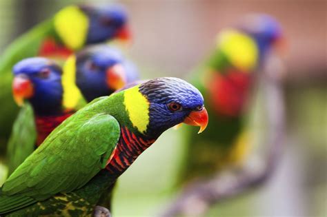 Types of Parrots - Bird Eden