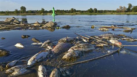 Polska Ogromna Ilo Odpad W Chemicznych Wyrzuconych Do Rzeki