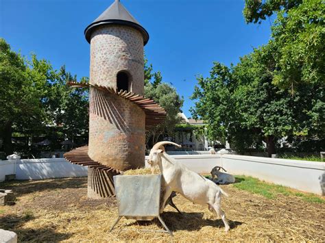 Fairview Wine Estate: Goats, Cheese and Wine pairing fun! - New Places ...