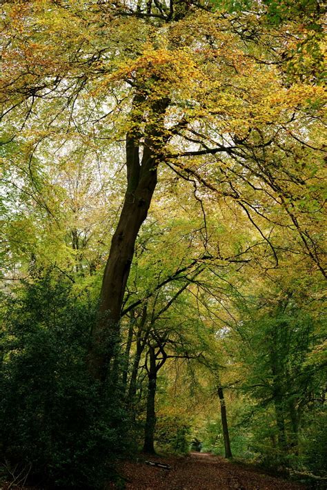 Ranmore Common Peter Trimming Geograph Britain And Ireland