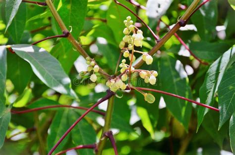 Flowers Of Manihot Esculenta In Vegetable Garden Plantation Stock Image