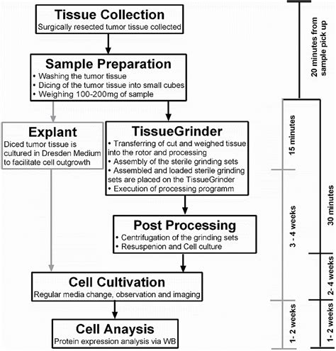 Frontiers Tissuegrinder A Novel Technology For Rapid Generation Of