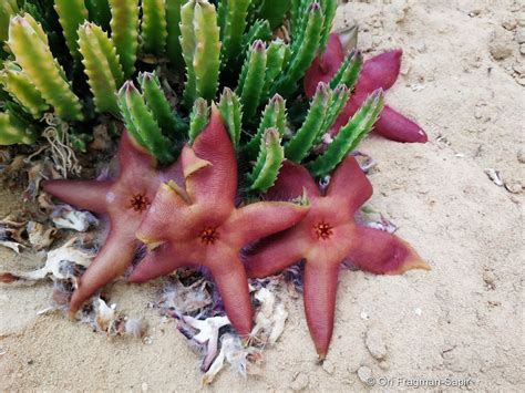 Stapelia hirsuta L. | Plants of the World Online | Kew Science