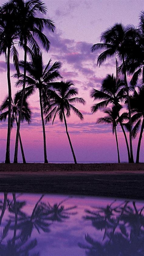 Palm Tree Sunset Wallpapers Top Free Palm Tree Sunset Backgrounds