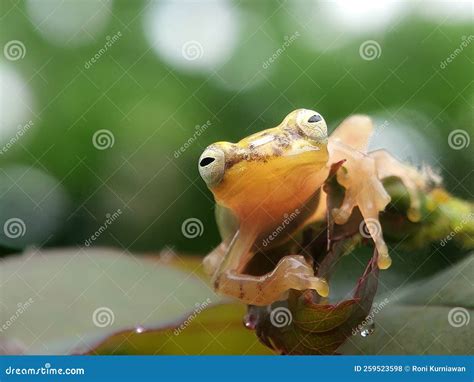 Tree Frog, Golden Glass Frog on a Tree Branch Stock Photo - Image of ...