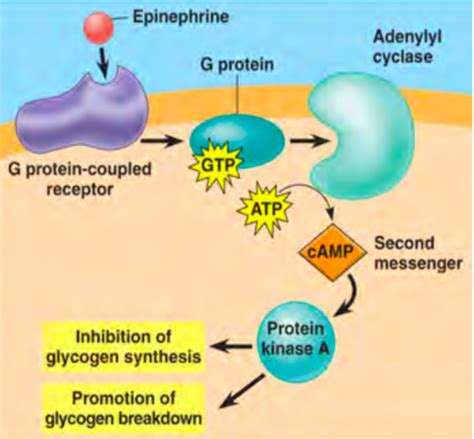 Nonenzymatic Protein Function And Protein Analysis Flashcards Quizlet