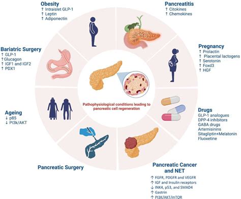 Pathophysiological conditions leading to pancreatic cell regeneration ...