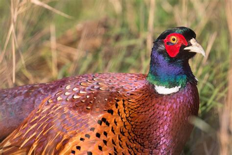 Beautiful Plumage Male Pheasant Uk Theswallow Flickr