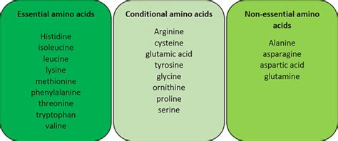 Amino Acids Types Functions Sources And Differences Between Essential And Non Essential