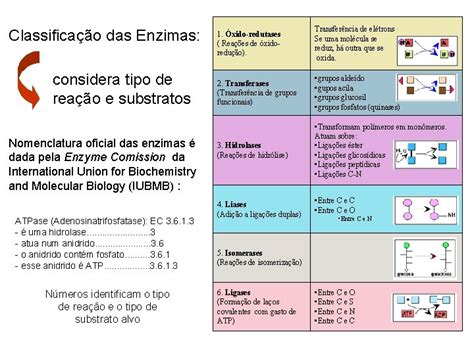 Enzimas Profa Alana Ceclia Enzimas so protenas que