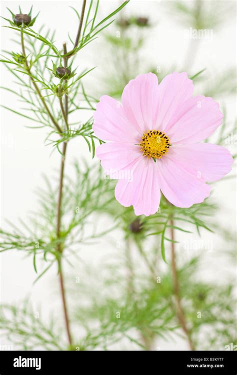 Portrait Of Pink Cosmos Bipinnatus Sonata Flowers In Bloom In Early