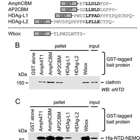 Cellular And Viral Peptide Motifs Bind Clathrin N Terminal Domain Ntd