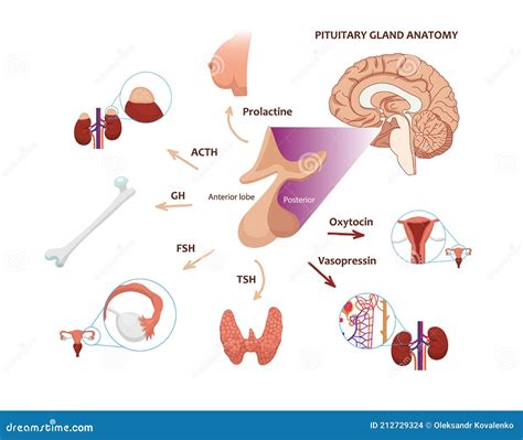 Het Schema Van De Hypofyse Vectorafbeelding Van De Hypofyse Anatomie