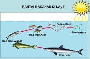 Rantai Makanan - Laut, Sawah, Hutan, Sungai dan Manusia