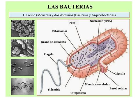 Bacteriolog A Microorganismos Bachillerato Ppt