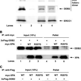 R G Mutation Reduces Xpa Binding To Ddb A Purified Ddb Heterodimer