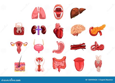 Órgãos Internos Humanos Pavimento Dente Coração Bexiga Rins