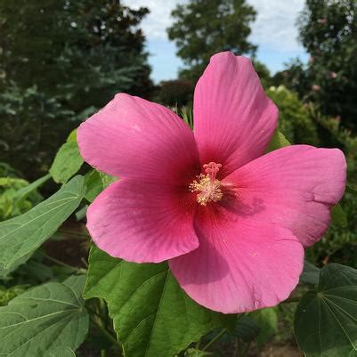 Big Hit™ Pink Hardy Hibiscus from Garden Debut