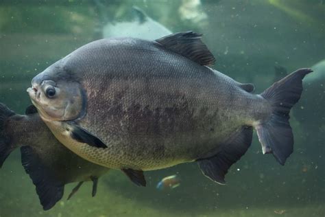 Conhe A Esp Cies Nativas De Peixes Para A Piscicultura