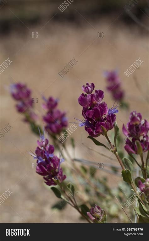 Cyme Inflorescences Image And Photo Free Trial Bigstock