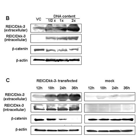 Western Blot Analysis Of Reic Dkk Transfected Tgb Cells A The